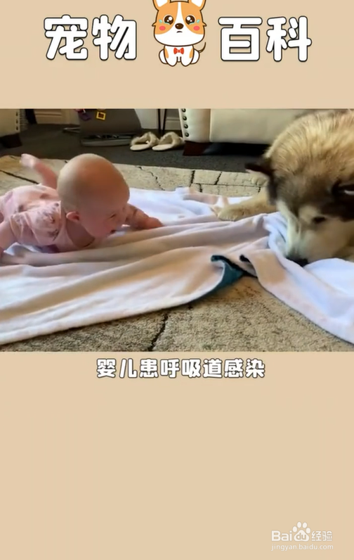 养狗有哪些好处呢
