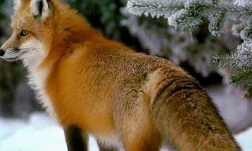 我第一次养狐狸 请大家传授我一点经验可以吗