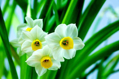 水仙花开花了，还需要晒太阳吗