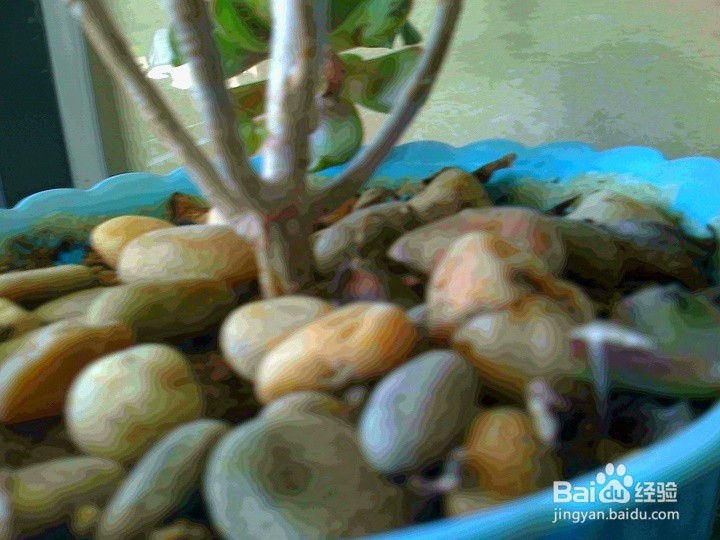 怎样在室内拍肉质花树画面