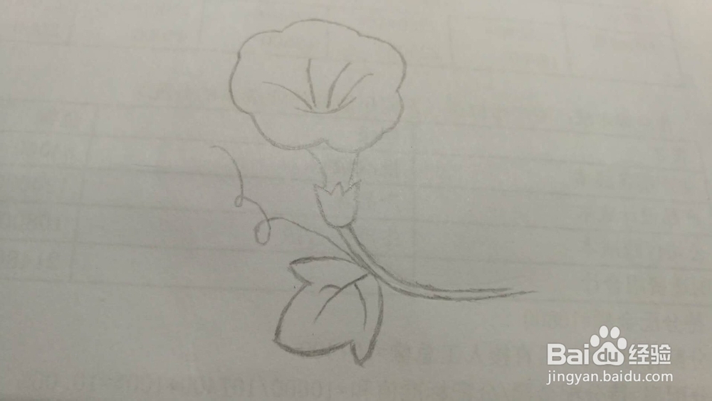 牵牛花——简笔画