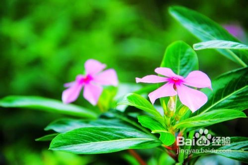 海南椰岛东郊小镇游记