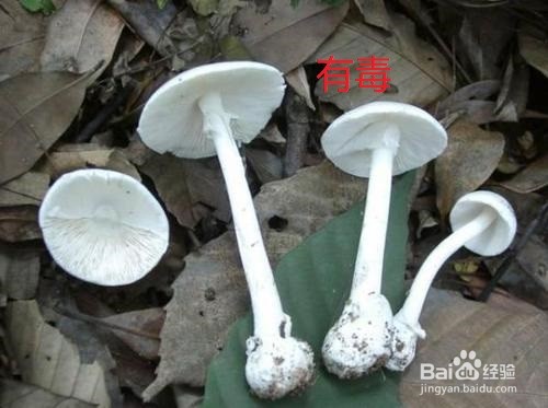 野蘑菇怎么分辨有毒没有毒