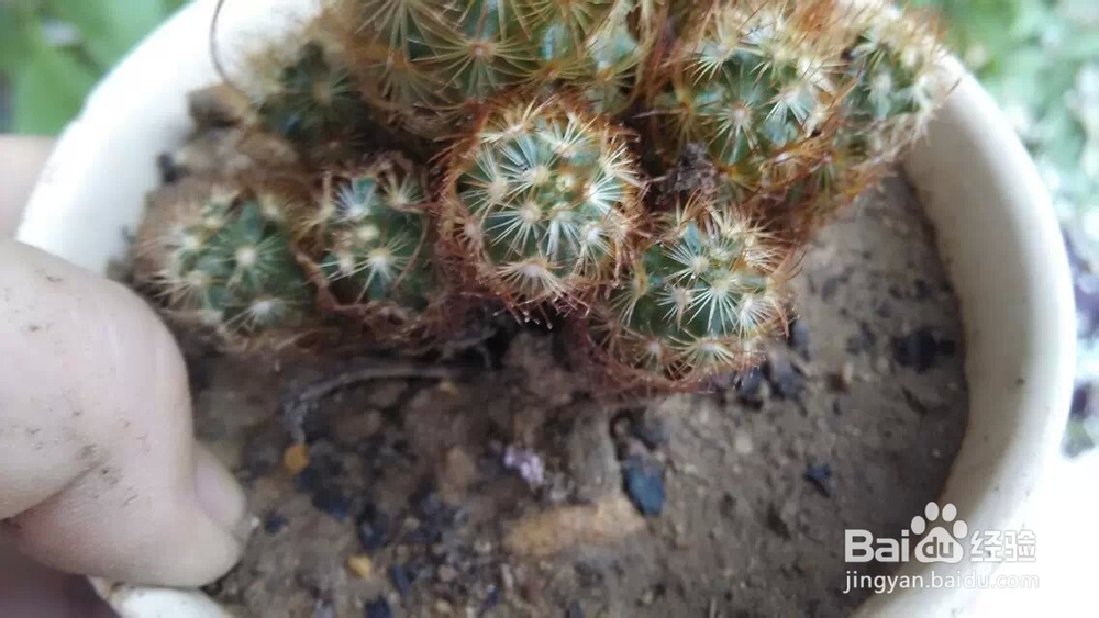 植物金手指冬天怎么养