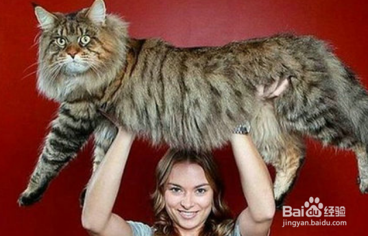 怎样选择宠物猫