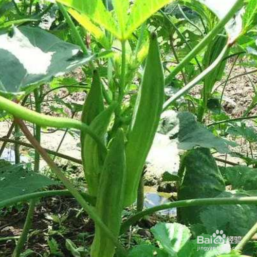 秋葵的培育方法和注意事项