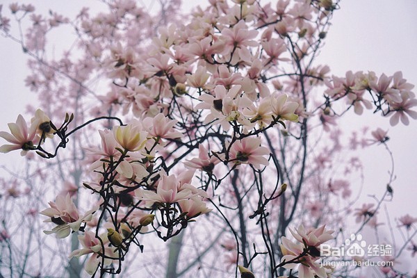春风十里，去赴一场粉红色的花宴