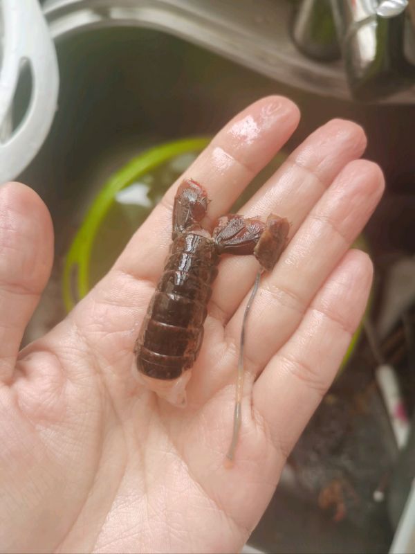 蒜蓉咖喱小龙虾