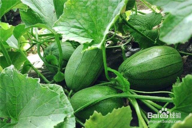 怎样挑选香瓜