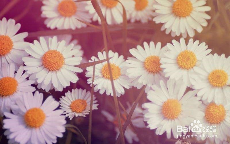 12星座如何应对七年之痒？有你要的答案