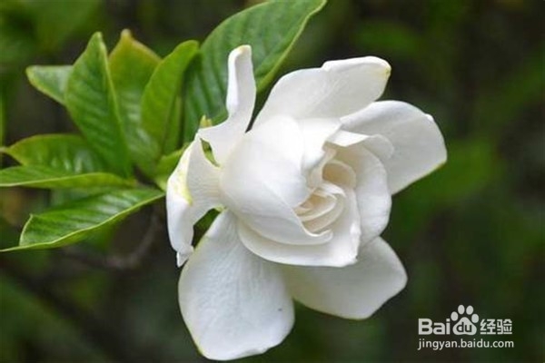 栀子花应该怎么养