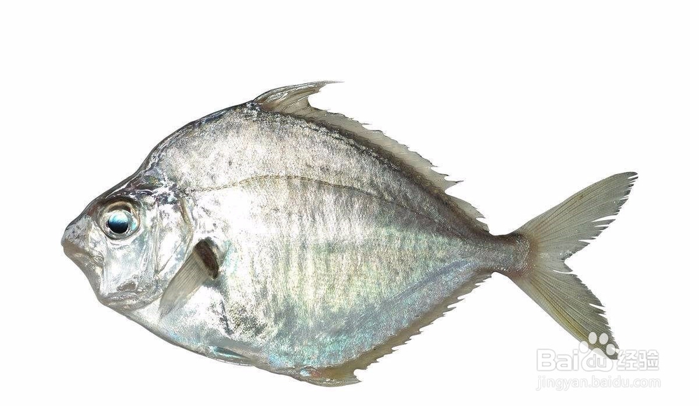 如何用肉眼鉴别鱼类常见体表病