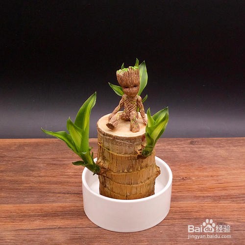 巴西木怎么发芽快