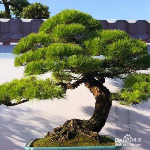 罗汉松叶子脆一捏就碎