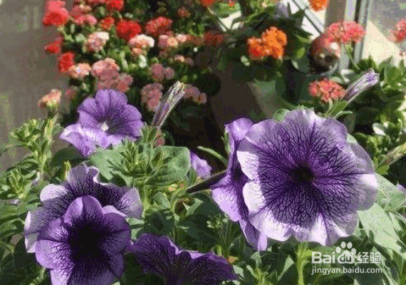 家庭养花治虫的方法