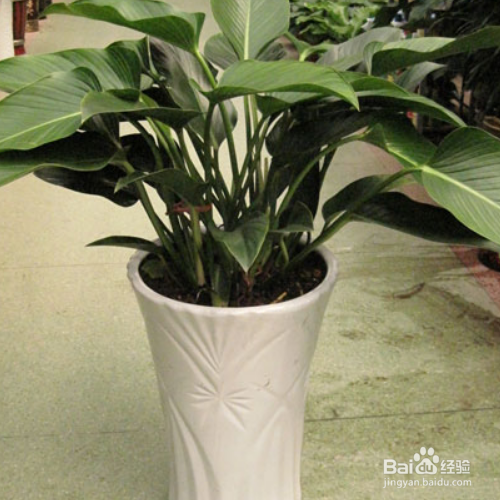 绿钻的培育方法和注意事项