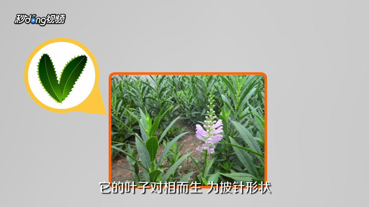 随意草的花语是什么