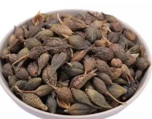 中药连翘的作用与功效