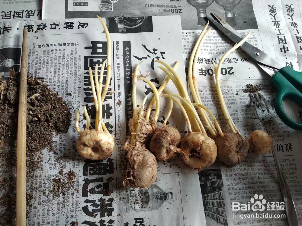 番红花的养护经验