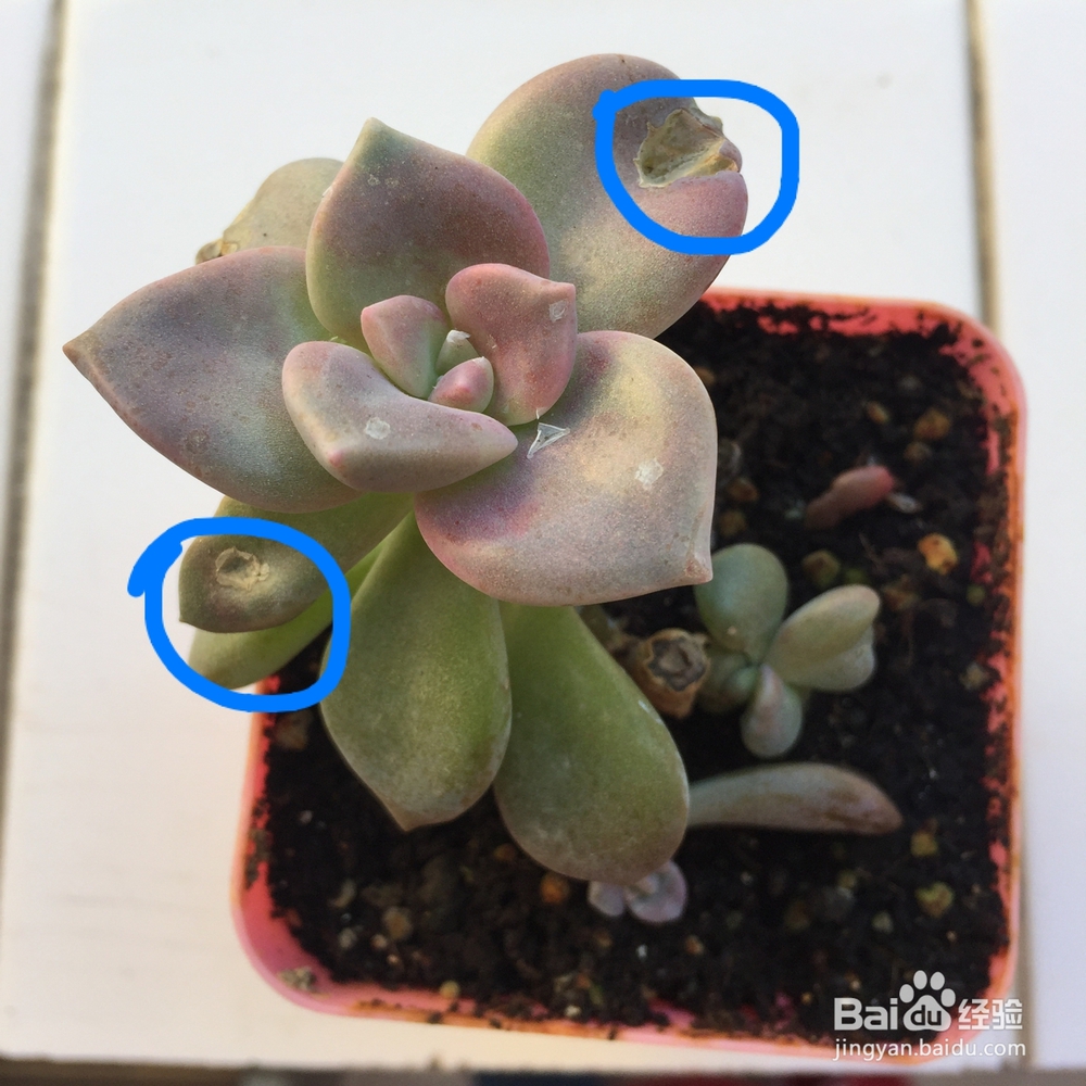 多肉被鸟啄了之后怎么处理