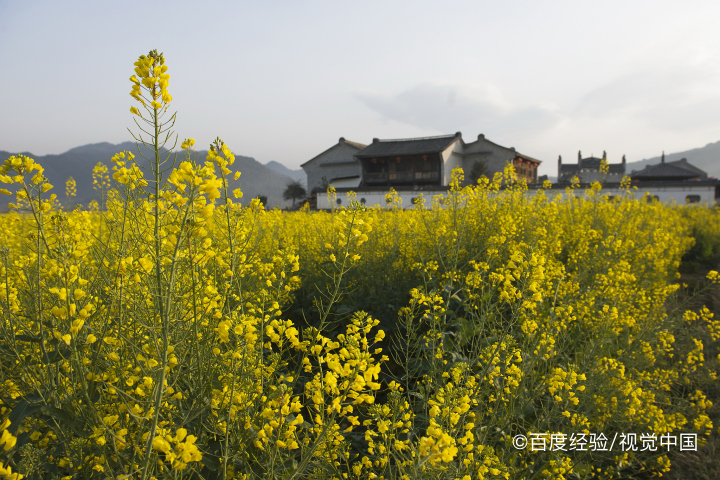 罗平有什么好玩的景点