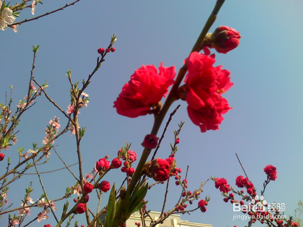 日常生活中流鼻血的处理办法