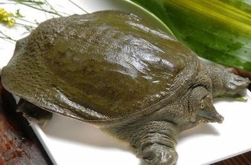 养生食疗:7种食物让男人更坚挺