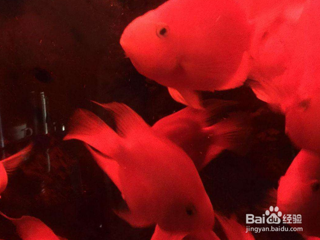 防止鹦鹉鱼打架的办法