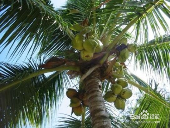 如何在小海岛上生存？