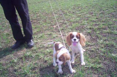 幼犬忠诚度的培养 百度经验