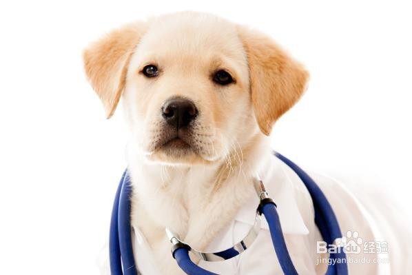 选择狗粮的六件事