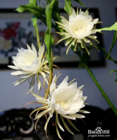 昙花怎么养才能茂盛