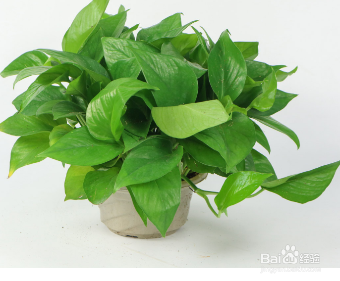 绿萝怎么养殖长得茂盛