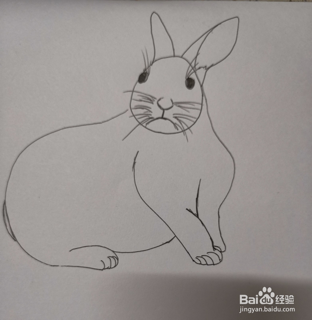 小白兔的简笔画