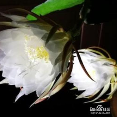 昙花为什么在晚上9点开放 百度经验