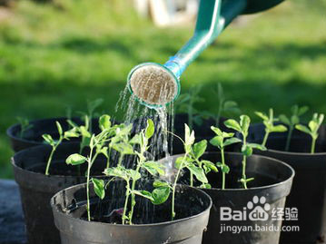 办公室的花草如何养护