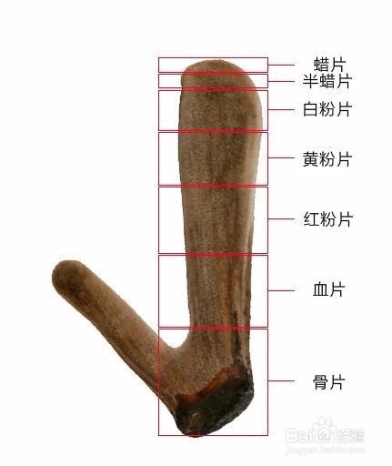 鹿茸片的等级划分