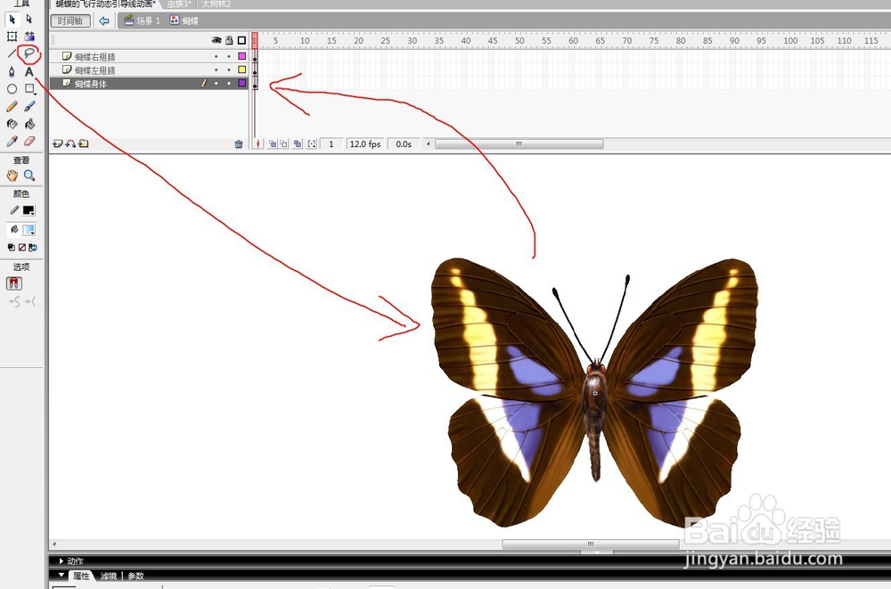 flash用蝴蝶做引导线动画的教程