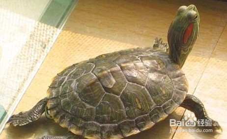 <b>怎么养巴西红耳龟</b>