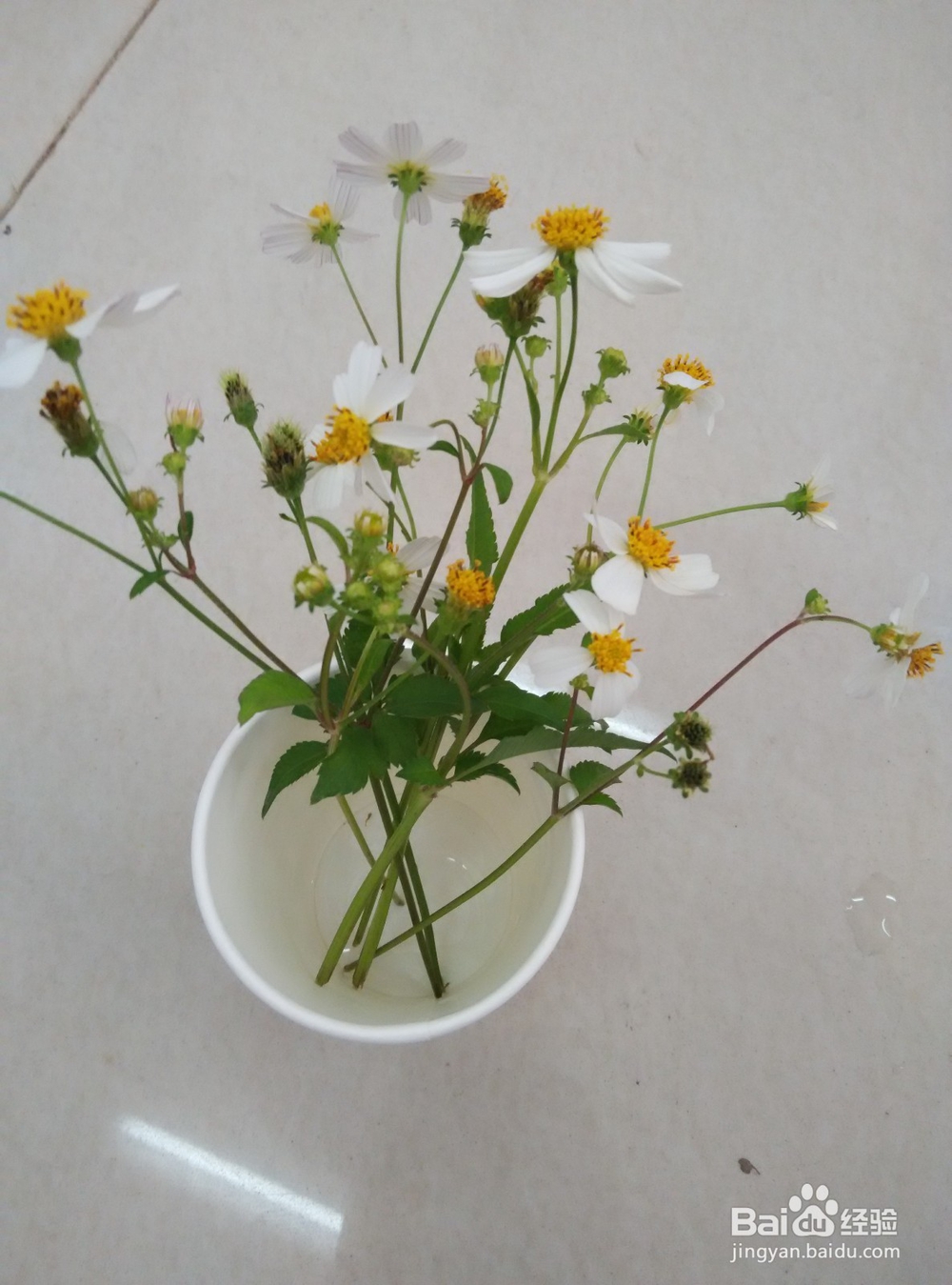 如何将不用菠萝叶回收利用