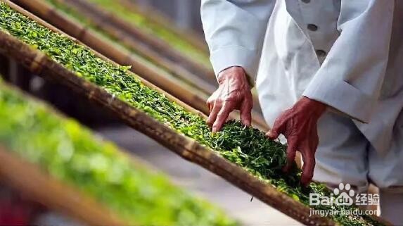 白茶品类细分种类技巧