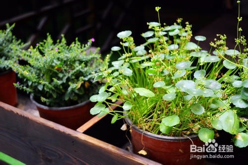 铜钱草的养殖方法和注意事项都有哪些？