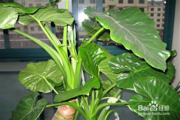 滴水观音的养殖方法和注意事项有哪些？