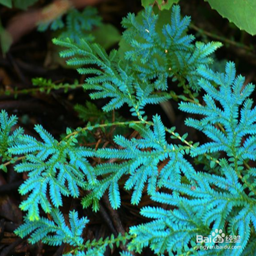 翠云草叶片干黄是怎么了？