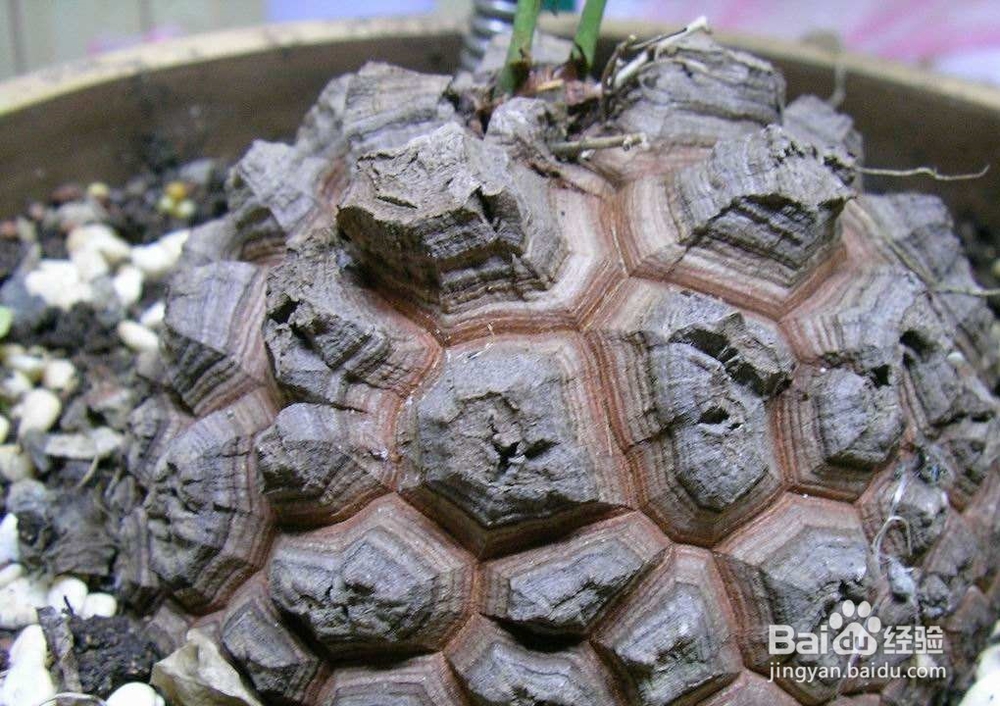 龟甲龙小苗怎么养