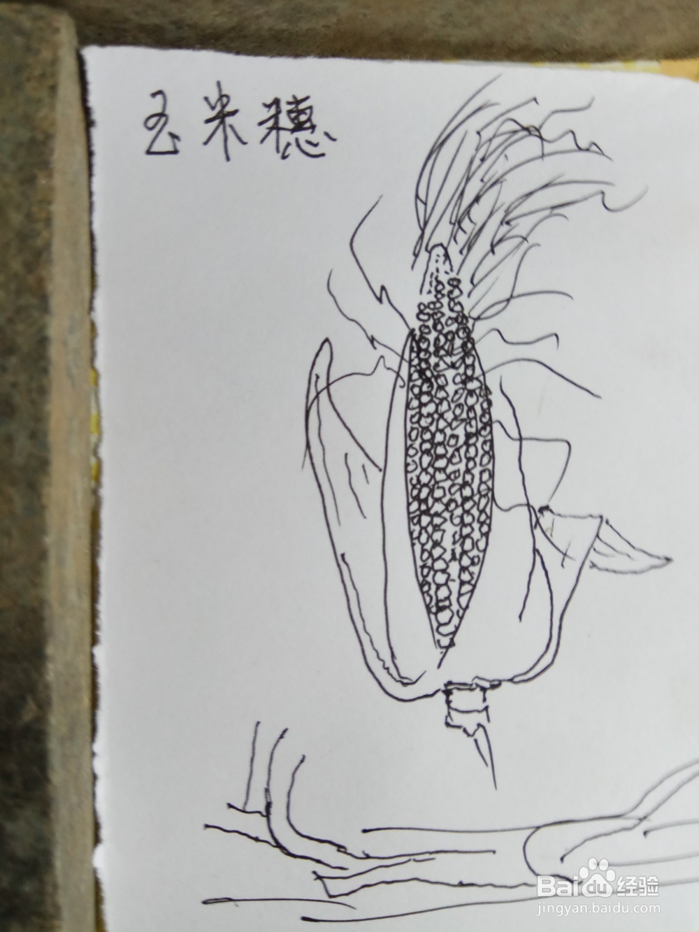 怎样画出儿童简笔画玉米
