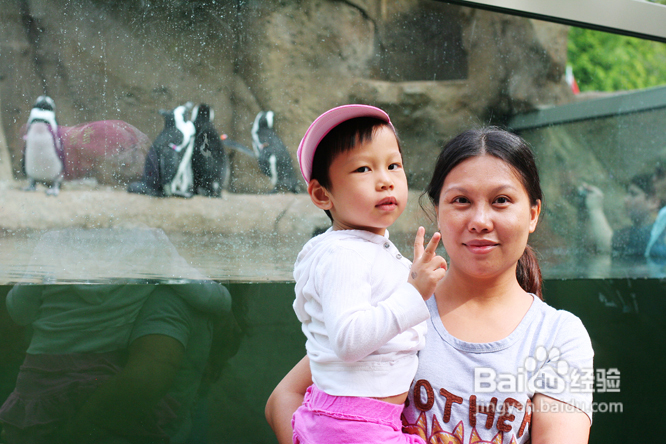 温哥华水族馆:水中舞动的精灵们