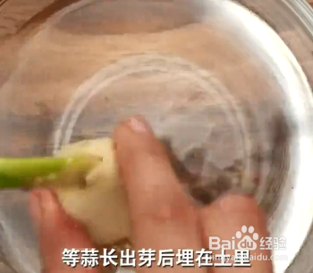 如何处理蔬菜保留种子