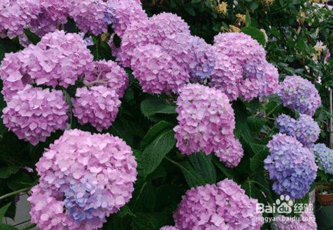 绣球花的栽培要点及注意事项