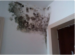 怎么去除屋里的霉味和湿气